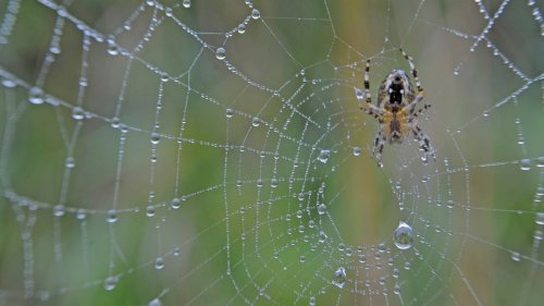 Attention Condo Dwellers: This 'Ballooning' Spider May Land on Lake Michigan Buildings
