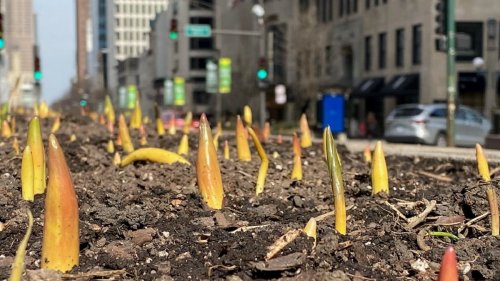 Tulips sprout early on Michigan Avenue in one of Chicago's warmest winters