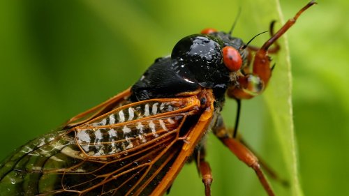 Where will cicadas emerge in Illinois? Here's a map of what to expect