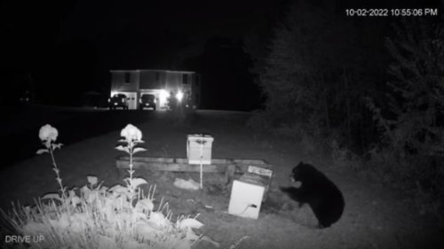Ouch! Bear Battles Bees to Get Honey in Somers