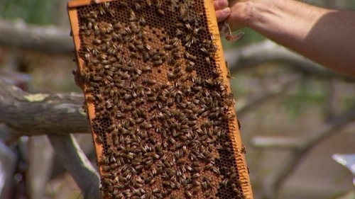 Apiaries educate and encourage more people to get into backyard beekeeping