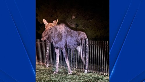 Firefighter Helps Rescue Moose Stuck on a Fence in Barkhamsted