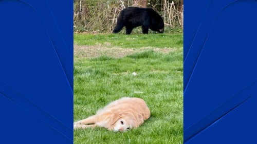 Dog calmly lounges as bear strolls behind him in West Hartford