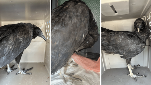 ‘Too drunk to fly:' Vultures return to wild after getting drunk off fermented garbage
