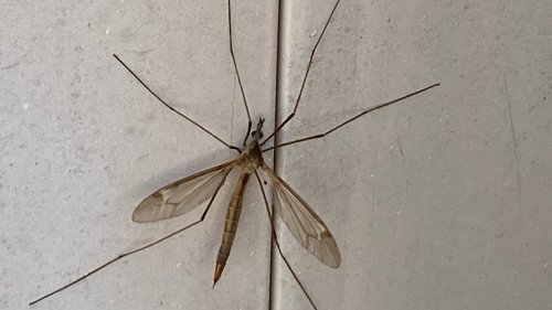 what-are-those-giant-mosquito-like-flies-spring-in-texas-means-swarms