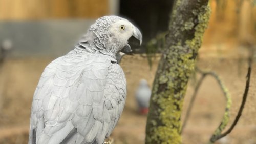 Zoo Removes Potty-Mouthed Parrots for Cursing at Visitors