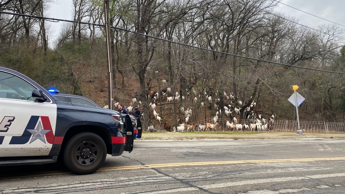 ‘This is a mess!' Massive herd of goats found roaming around Arlington neighborhood