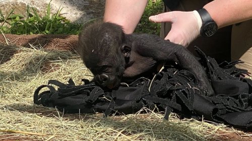 Fort Worth Zoo to transfer gorilla baby after surrogacy efforts fail