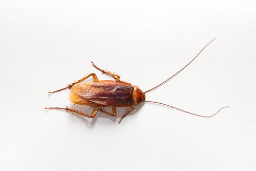 Hundreds of Cockroaches Released During Hearing At New York Court