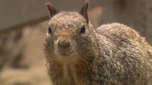 Booming squirrel population leads to Santa Monica's insistence not to feed wildife
