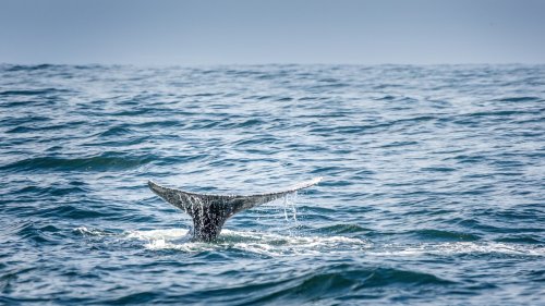 Celebrating whales is a March must-do around Mendocino County