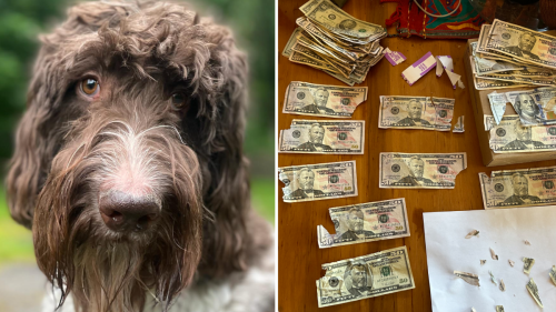 Dog eats $4K stack of cash – and getting it back wasn't pretty