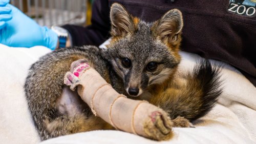 An injured Channel Islands fox is healing in Santa Barbara before heading for a bright future
