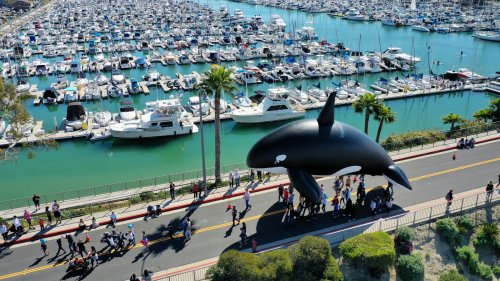 Things to do this weekend: Whales make a splash at this delightful Dana Point fest