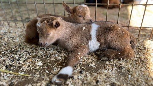 Goats have got us: Find baby goats, goat yoga, and mini goat brushing this spring