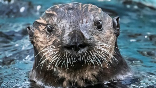 An Otterly Fascinating Aquarium Evening Will Make a Splash