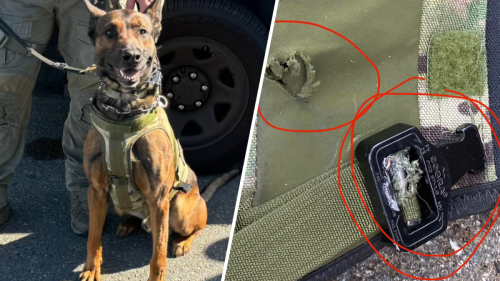 ‘Valor and dedication.' LA Sheriff's K9 shot during SWAT search