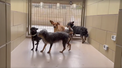 113 dogs up for adoption after being rescued from Riverside County hoarder