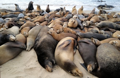 Marine center in ‘crisis mode' after sea lions and dolphins left stranded on LA beaches