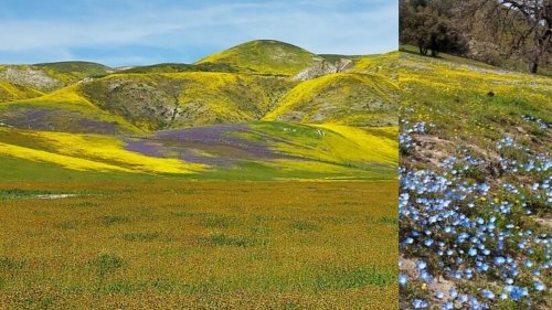 Go Now: Carrizo Plain's ‘Good to Great' Bloom Is Nearing Its Peak