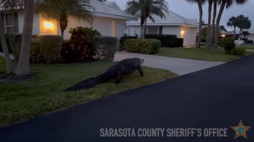 Watch: Large Alligator Saunters Through Florida Neighborhood