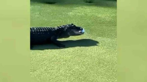 Fore! Video Shows Gator Grabbing Golf Ball on Florida Course