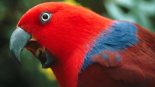 Florida Keys ‘Redbeard' Stole Roommate's $1,800 Pet Parrot: Sheriff