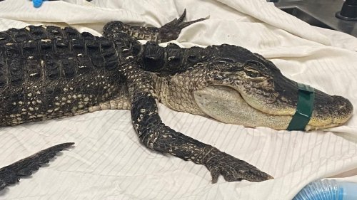 Abandoned Alligator Found in Brooklyn's Prospect Park Saved, Taken to ...