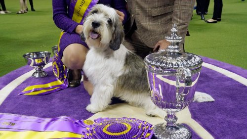 A Petit Basset Griffon Vendéen Makes History With Best in Show Win at ...