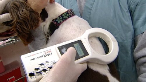 SD Humane Society offers free microchipping for pets ahead of holidays