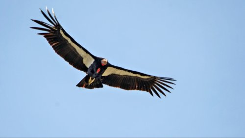 Banned Contaminants Threaten Endangered California Condors, San Diego Researchers Find
