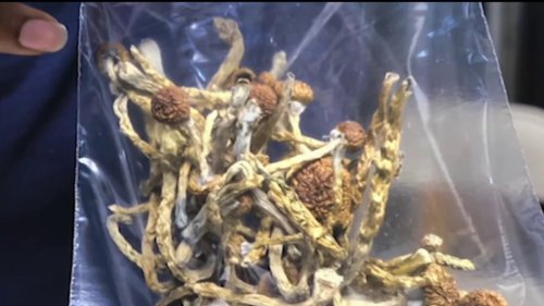 Fallbrook couple had their children help them harvest magic mushrooms: DA