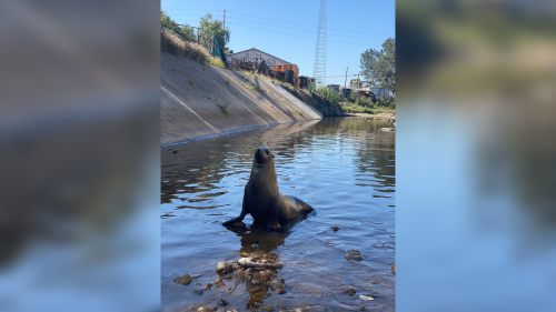 Sea Lion Who Was Once Spotted on Freeway Roams to National City Drain