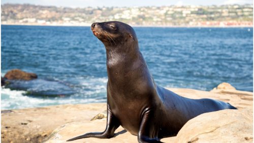 City Council Approves Seasonal Closure of Point La Jolla for Sea Lions