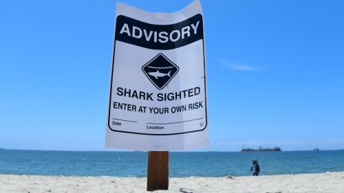 Shark spotted in Carlsbad waters, prompting 24-hour advisory