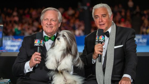 What to know about the 2020 National Dog Show on Thanksgiving Day