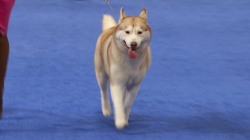 Siberian Husky, 2022 National Dog Show, Working Group