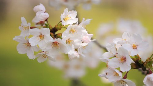National Park Service reveals 2024 cherry blossom peak bloom prediction