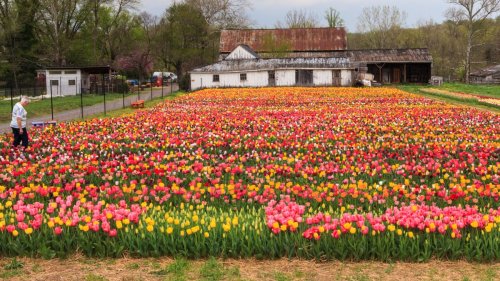 ‘Holland in Virginia': Tulip and daffodil festival springs forth
