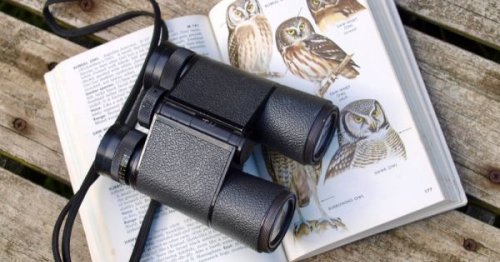 For Christian birdwatchers, aka 'ornitheoligists,' religion takes flight