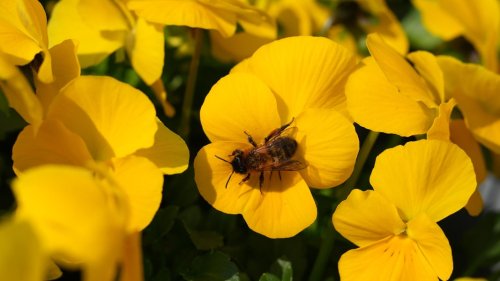 20-Grad-Marke geknackt: Frühlingswetter in Norddeutschland