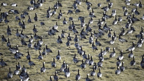 Gänse-Schäden: Entschädigungen verärgern Landwirte in SH