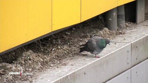 Was tun gegen die Taubenplage am Bahnhof Poppenbüttel?