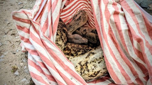 Lebende Würgeschlange in Altkleidercontainer entdeckt