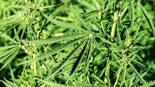 Rügen: Cannabis-Plantage entdeckt