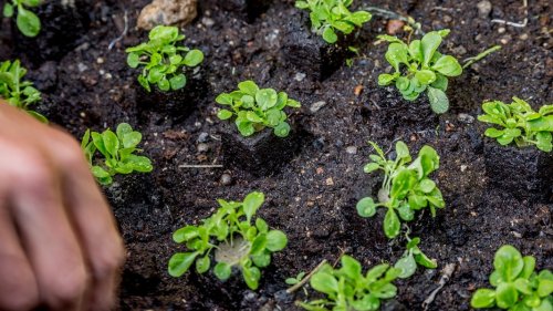 Feldsalat anbauen und im Herbst und Winter ernten