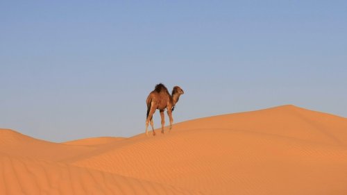 Zunehmend hoffnungslos: Migranten in Algerien und Tunesien