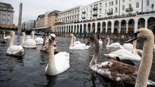 Hamburg: Kritik an Baukosten für Quartier der Alsterschwäne