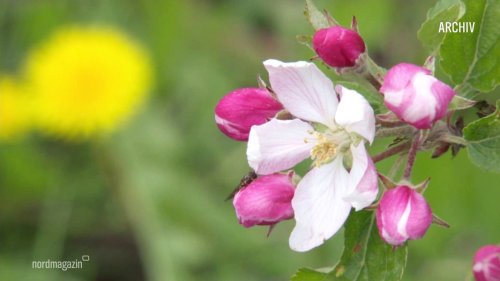 Apfelblüte beginnt: Landwirte fürchten späte Nachtfröste