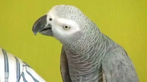 Wo ist "Ricki"? Polizei sucht entflogenen zweisprachigen Papagei